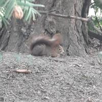 Eichhörnchen