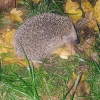 Igel