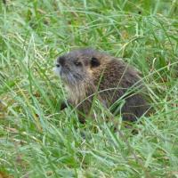 Nutria