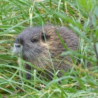 Nutria